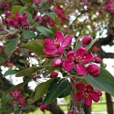 Саджанці яблуні Недзвецького (привитий) - 1-річний