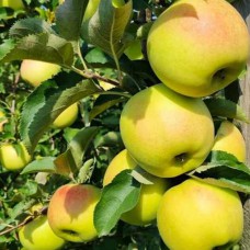 Саджанці яблуні Оріон (привитий) - 1-річний