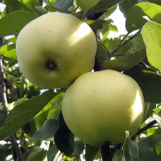 Саджанці яблуні Папіровка (привитий) - 1-річний