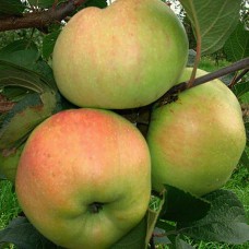 Саджанці яблуні Пепінка (привитий) - 1-річний