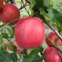 Саджанці яблуні Пінк Леді (привитий) - 2-річний