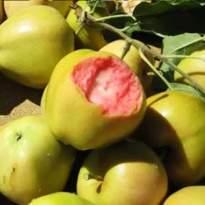 Саджанці яблуні Пінк Перл (привитий) - 1-річний