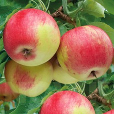 Саджанці яблуні Пінова (привитий) - 1-річний