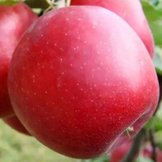 Саджанці яблуні Пріам (привитий) - 1-річний