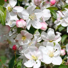 Саджанці яблуні Профессор Шпренгер (привитий) - 1-річний