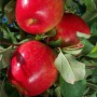 Саджанці яблуні Прима Руж (привитий) - 2-річний