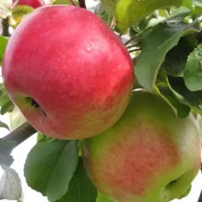 Саджанці яблуні Принцесса Луїза (привитий) - 1-річний