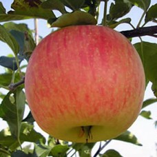 Саджанці яблуні Радогость (привитий) - 1-річний