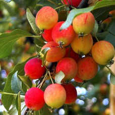 Саджанці яблуні Райське Яблучко (привитий) - 1-річний