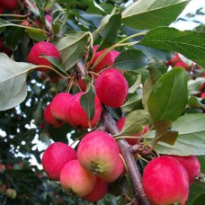 Саджанці яблуні Ранетка (привитий) - 1-річний