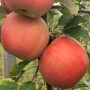 Саджанці яблуні Ред Чемпіон (привитий) - 2-річний