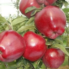 Саджанці яблуні Ред Чіф (привитий) - 1-річний