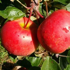 Саджанці яблуні Ред Фрі (привитий) - 1-річний
