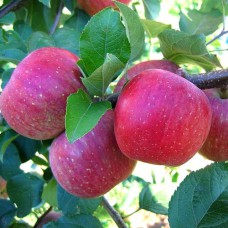 Саджанці яблуні Ред Фуджи (привитий) - 1-річний