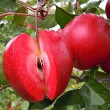 Саджанці яблуні Ред Кетті (привитий) - 1-річний