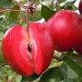 Саджанці яблуні Ред Кетті (привитий) - 2-річний