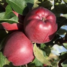 Саджанці яблуні Ред Крафт (привитий) - 1-річний