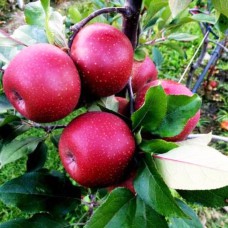 Саджанці яблуні Ред Мун (привитий) - 1-річний