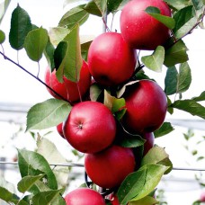 Саджанці яблуні Ред Сан (привитий) - 1-річний