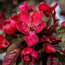 Саджанці яблуні Роялті (привитий) - 1-річний