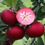 Саджанці яблуні Розетті (привитий) - 2-річний