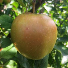 Саджанці яблуні Рожева Перлина (привитий) - 1-річний