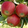 Саджанці яблуні Рубін Стар (привитий) - 2-річний