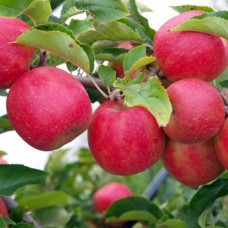 Саджанці яблуні Рубінола (привитий) - 1-річний