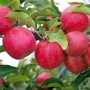 Саджанці яблуні Рубінола (привитий) - 2-річний