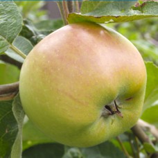 Саджанці яблуні Сапфір (привитий) - 1-річний