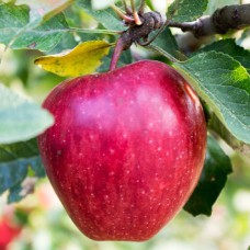 Саджанці яблуні Секаї Ші (привитий) - 1-річний