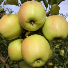 Саджанці яблуні Скіфське Золото (привитий) - 1-річний
