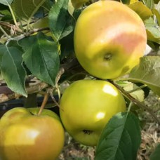 Саджанці яблуні Смеральда (привитий) - 1-річний