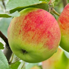 Саджанці яблуні Спасівка (привитий) - 1-річний