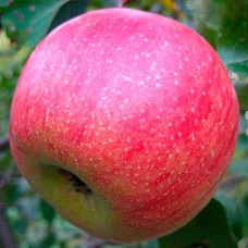 Саджанці яблуні Старк (привитий) - 1-річний