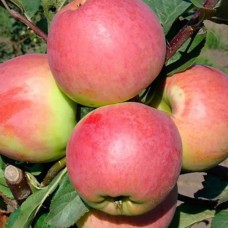 Саджанці яблуні Світ Кароліни (привитий) - 1-річний