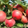 Саджанці яблуні Тодес (привитий) - 2-річний