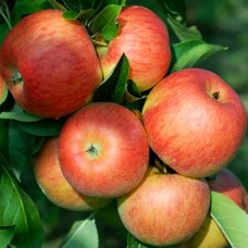 Саджанці яблуні Топаз (привитий) - 1-річний