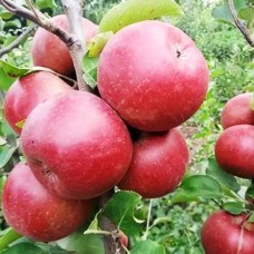 Саджанці яблуні Трініті (привитий) - 1-річний