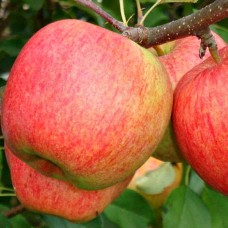 Саджанці яблуні Целесте (привитий) - 1-річний