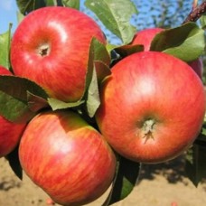 Саджанці яблуні Цукеркова (привитий) - 1-річний