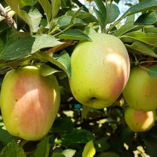 Саджанці яблуні Заяча Мордочка (привитий) - 1-річний