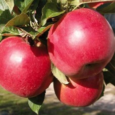 Саджанці яблуні Заславське (привитий) - 1-річний