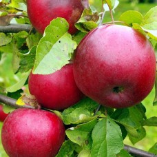 Саджанці яблуні Перлина Києва (привитий) - 1-річний