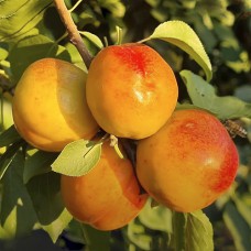 Саджанці апріума Апрібель (привитий) - 1-річний