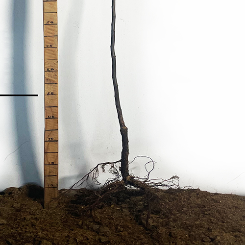 Саджанці айви Золотиста (привитий) - 1-річний