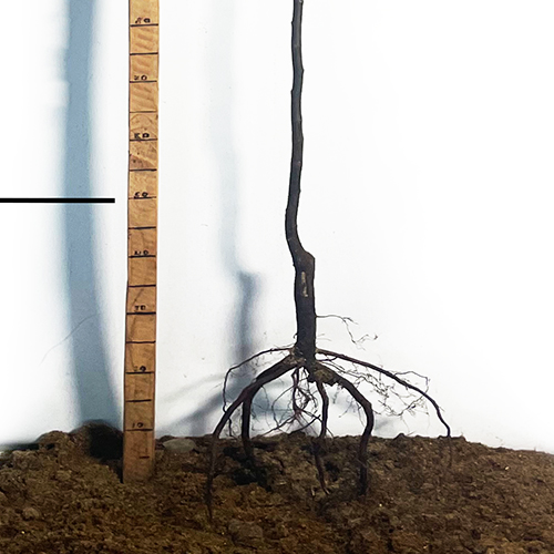 Саджанці айви Студентка (привитий) - 2-річний