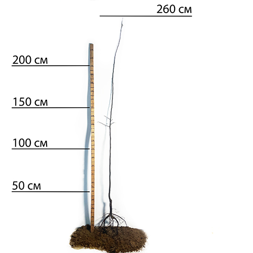 Саджанці айви Студентка (привитий) - 2-річний