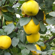 Саджанці айви Марія (привитий) - 1-річний