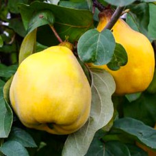 Саджанці айви Успіх (привитий) - 1-річний